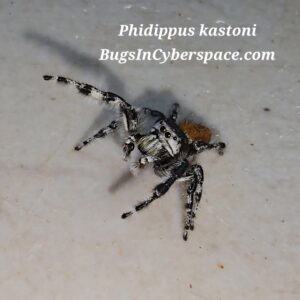 Phidippus kastoni