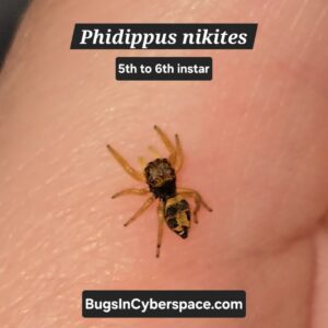 Phidippus nikites Spiderling