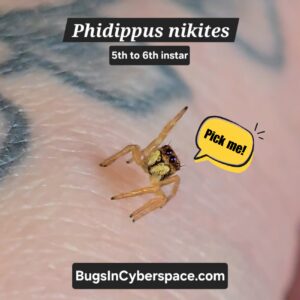 Phidippus nikites Spiderling