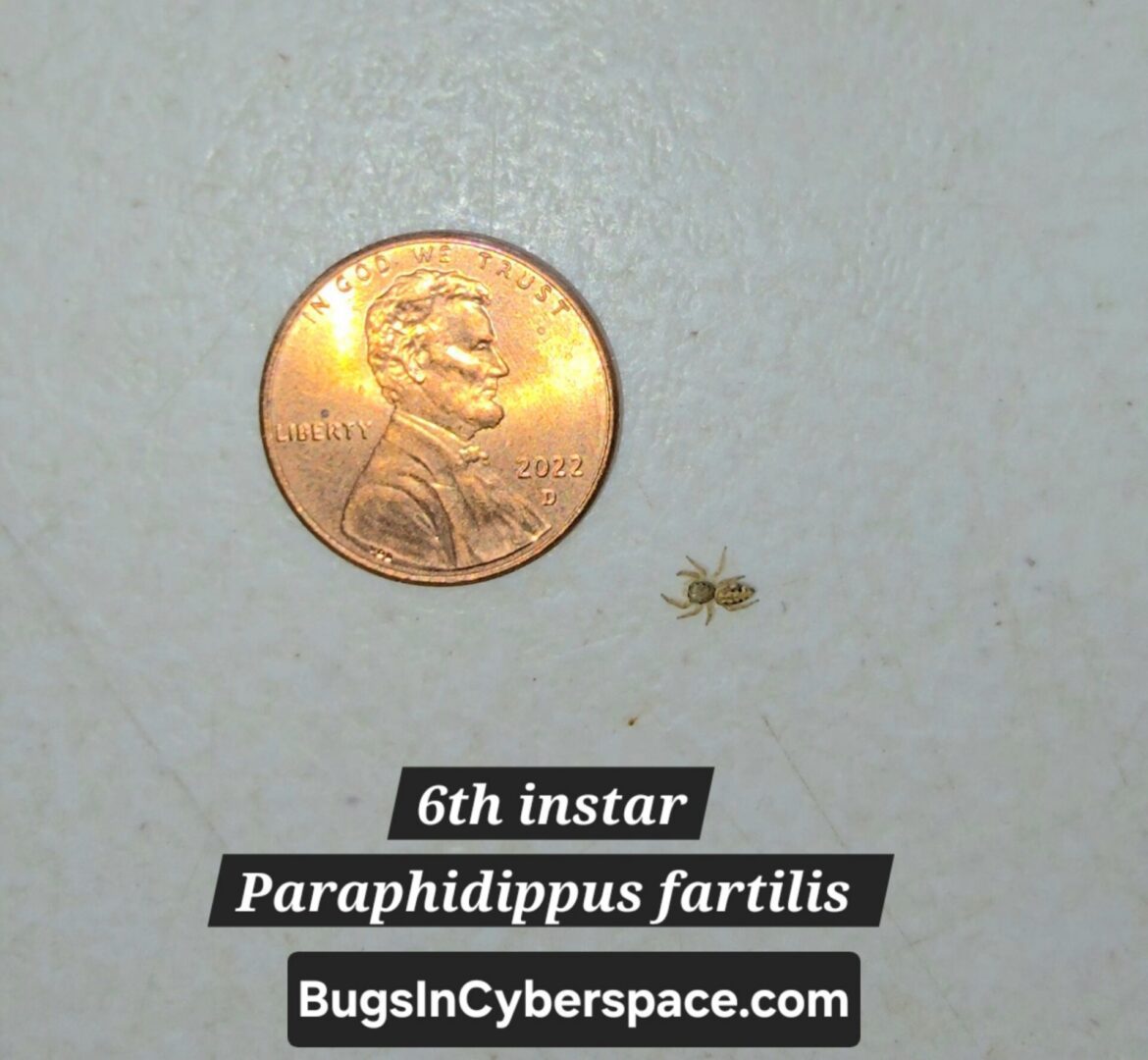 6th Instar Paraphidippus fartilis