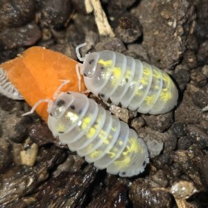 Armadillidium vulgare Magic Potion