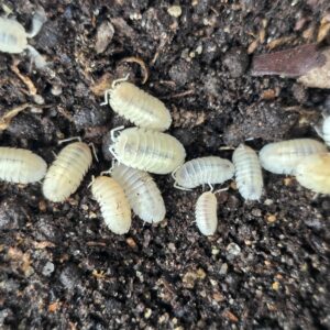 Armadillidium nasatum Whiteout