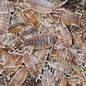 Porcellionides pruinosus Orange Cream