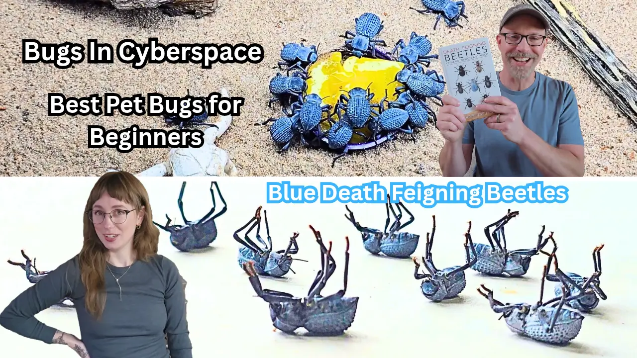 Bugs In Cyberspace YouTube Channel Blue Death Feigning Beetle