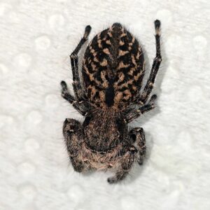 Speckled Teddy Bear Spiderling Octopunctatus