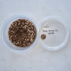 Feeder Blue Bottle Fly LARVAE