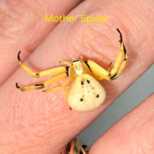 White-banded Crab Spider CB Spiderling