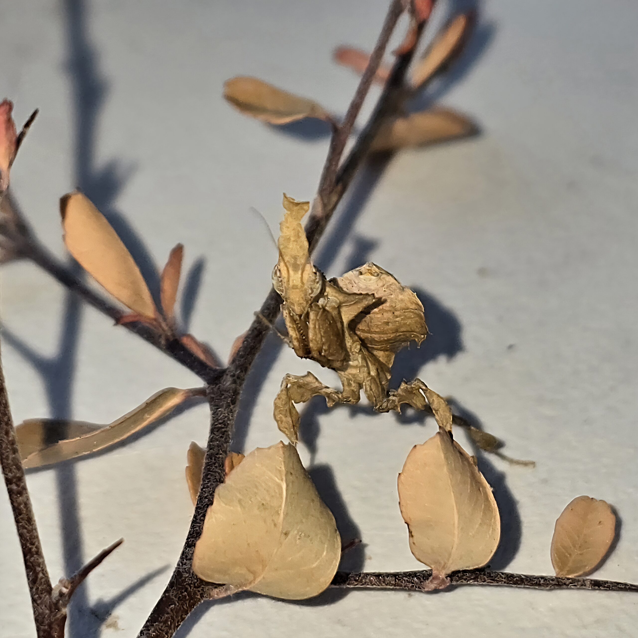 Pale Brown Ghost Mantis Female Nymph - Image 2
