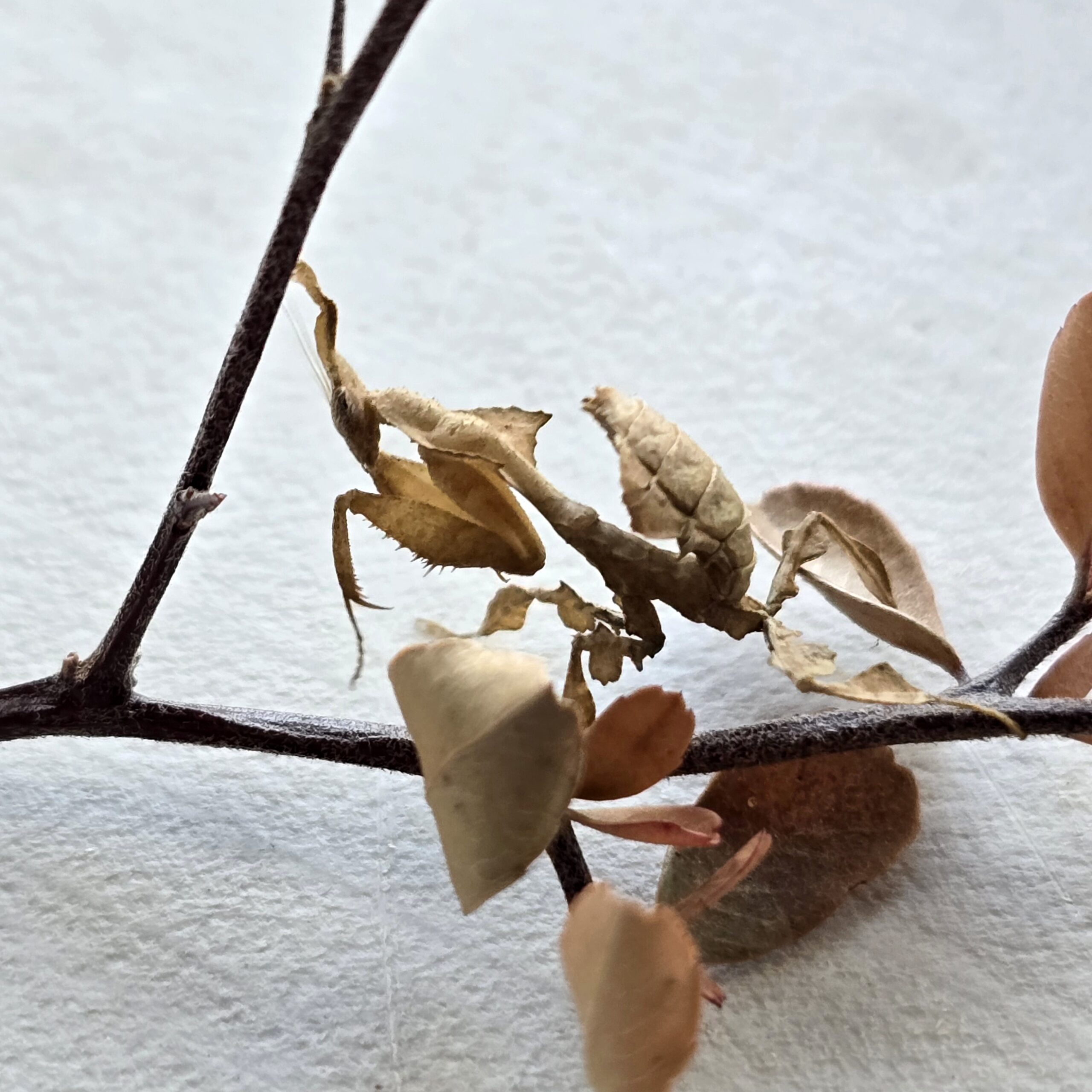 Pale Brown Ghost Mantis Female Nymph