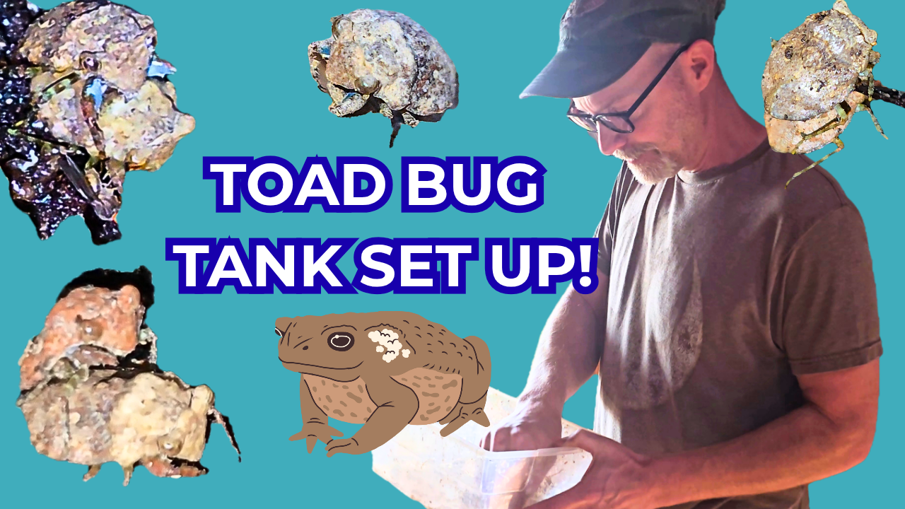 Toad Bugs Doing Stuff