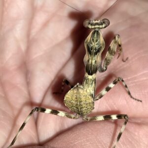 Double Shield Mantis Large Nymph