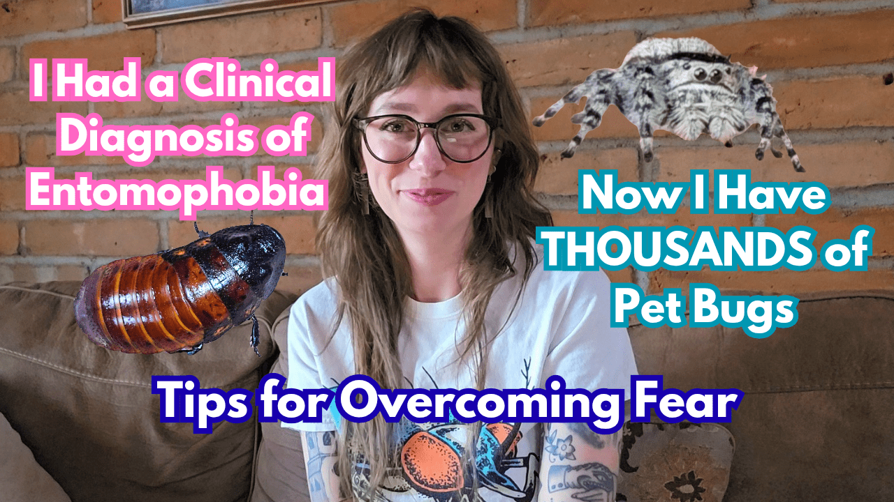 Fear of Insects and Spiders Entomophobia