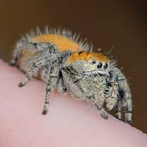 Apache Jumping Spiderling Tangerine