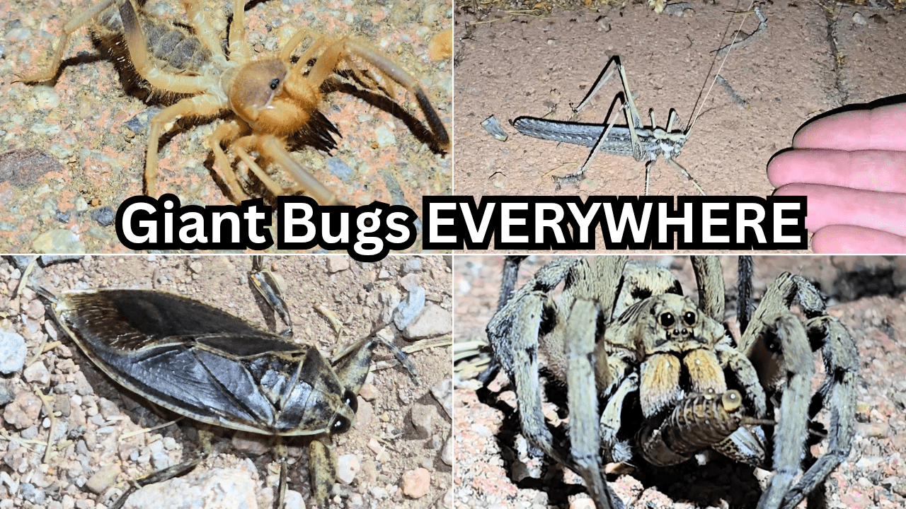 giant bugs everywhere