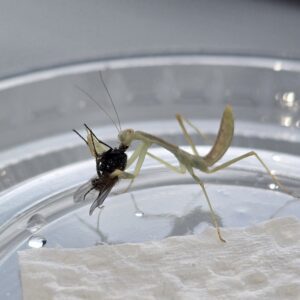 Hierodula timorensis