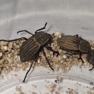 Trogloderus beetle Troglodyte