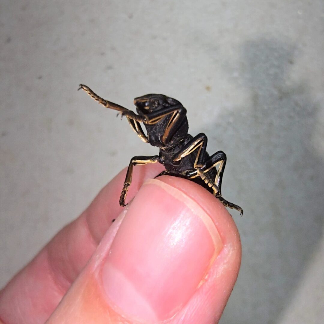 Zopherus concolor - Image 2