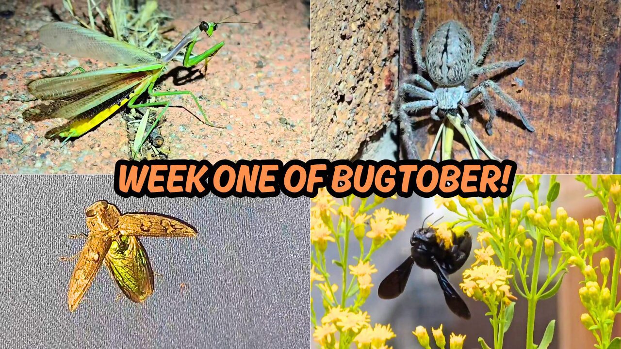 October Fall Insects in Arizona