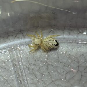 Phidippus tux Desert Ghost Jumping Spider